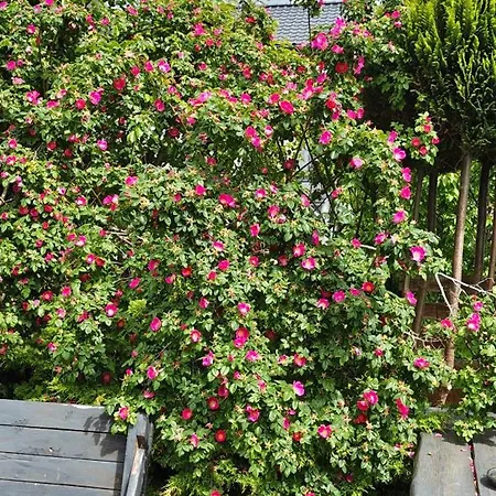 Seavilla - Adults Only - Cicho I Spokojnie 3* Rewa